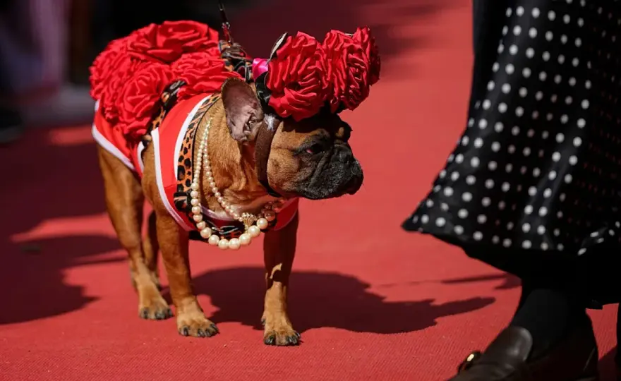 Buldog francuski w hodowli - prawo, zdrowie i czerwone flagi