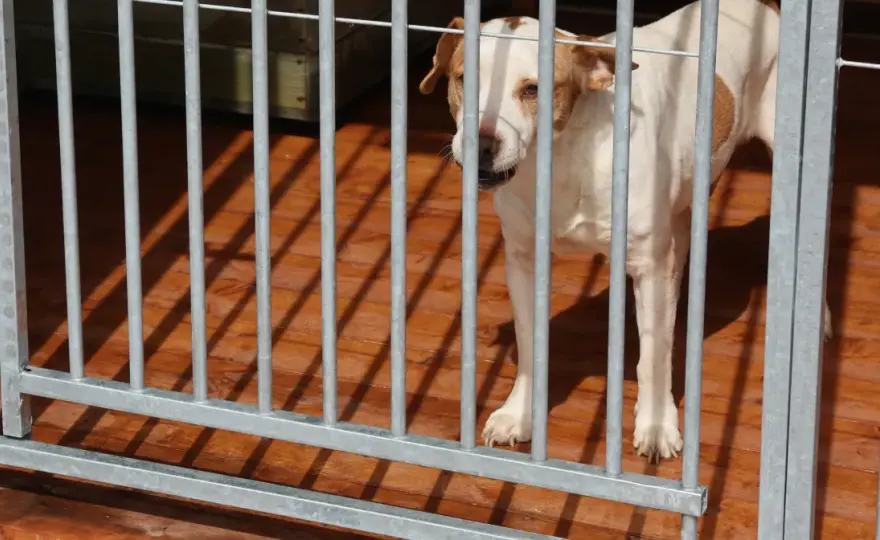 Labrador w kojcu - kiedy ma sens i jak go urządzić
