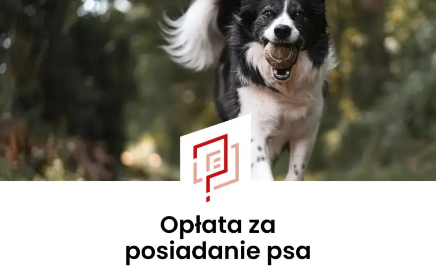 Opłata za psa w bloku - kiedy jest legalna i ile może wynosić?