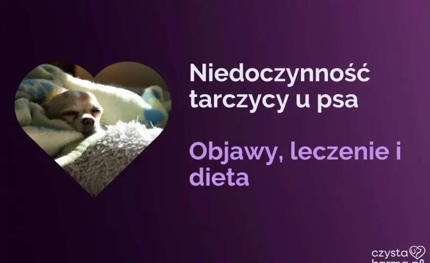 Jak karmić psa z niedoczynnością tarczycy? Praktyczny plan