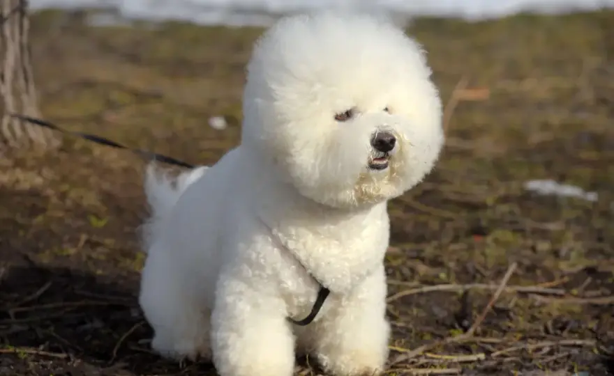 Bichon frise - charakter, pielęgnacja i zdrowie