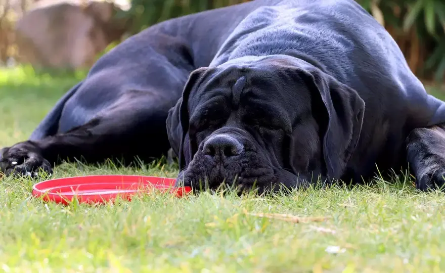 Uszy Cane Corso - wygląd, pielęgnacja i sygnały alarmowe