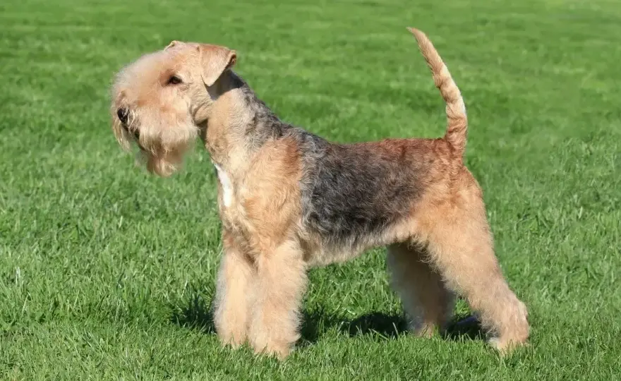 Lakeland terrier - charakter, pielęgnacja i ruch tej rasy