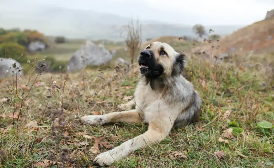 Kangal turecki - charakter, wychowanie i koszty rasy