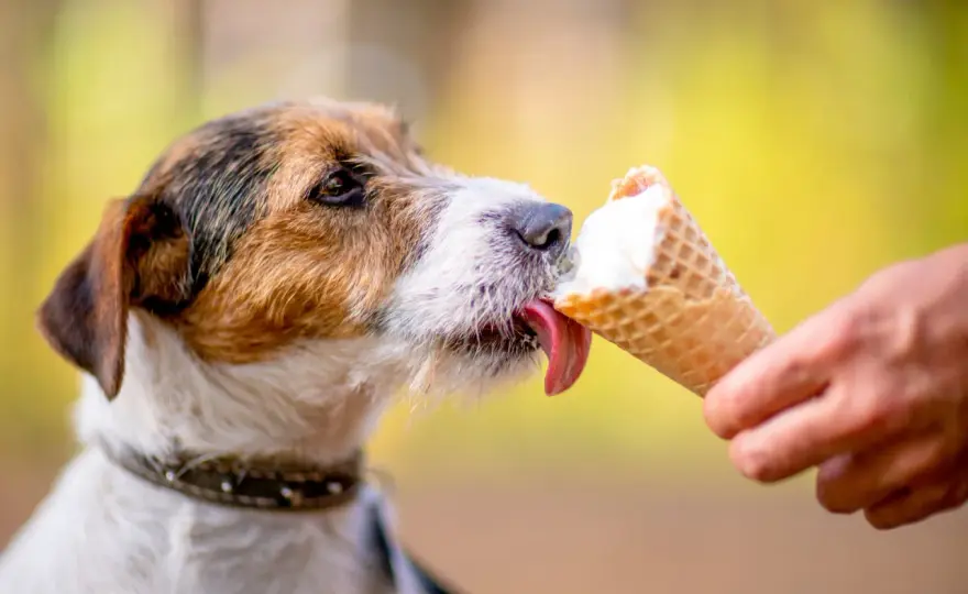 Lody dla psa? Kiedy lepiej odmówić i czym je zastąpić