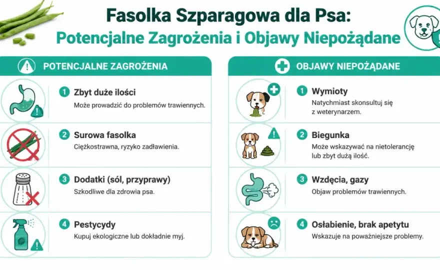 Fasolka szparagowa dla psa - jak podawać ją bezpiecznie?