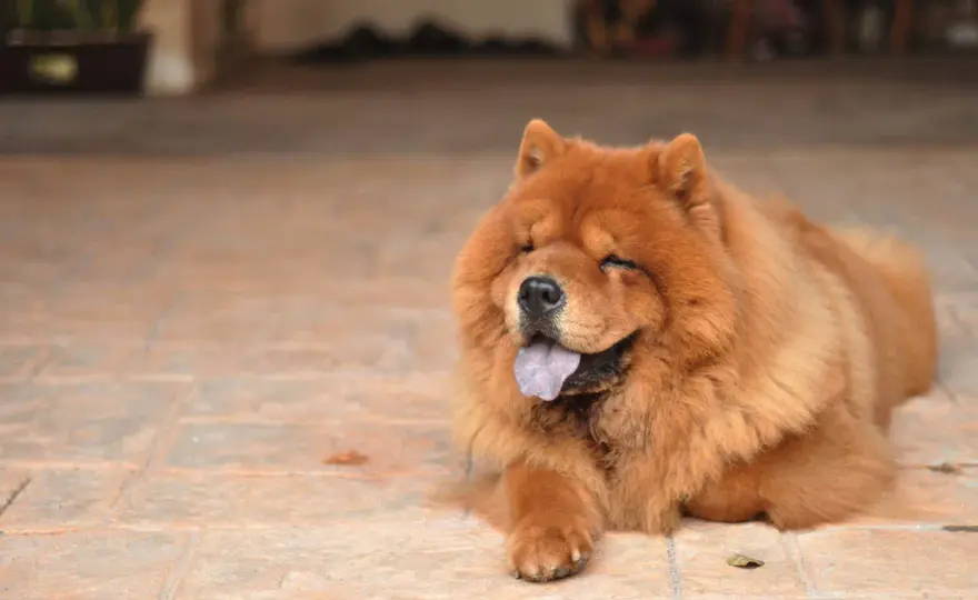 Czarny chow chow - charakter, pielęgnacja i zdrowie