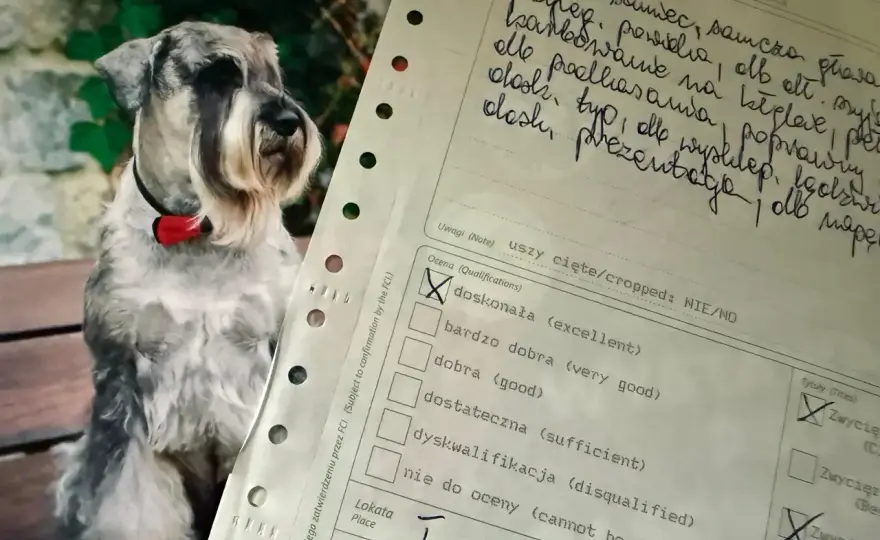 Co dyskwalifikuje psa na wystawie? Poznaj najważniejsze powody