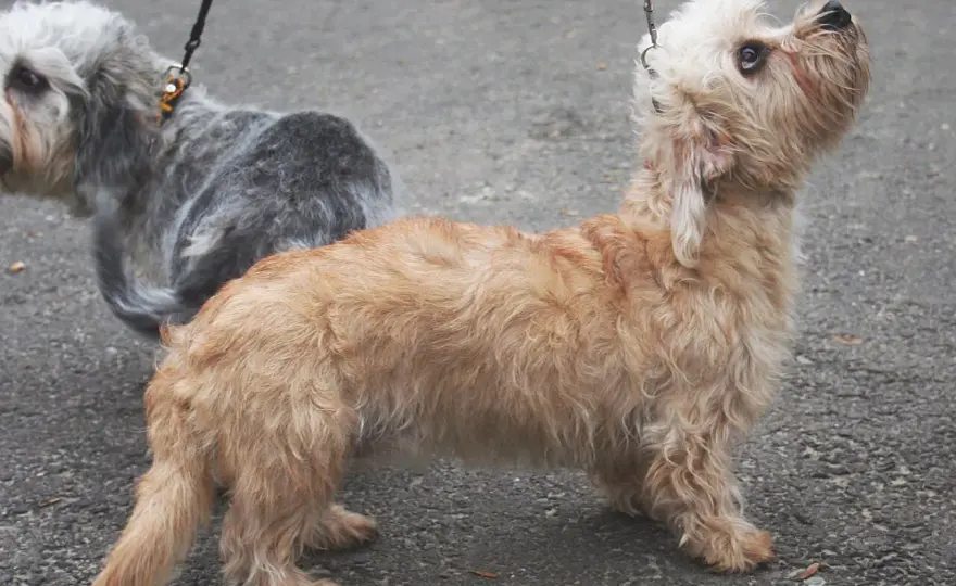 Dandie dinmont terrier - charakter, pielęgnacja i zdrowie