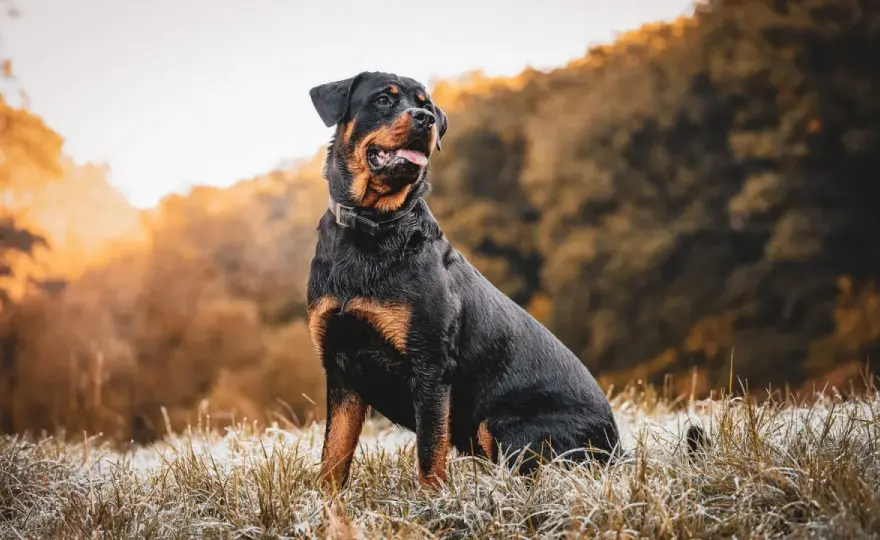 Charakter rottweilera - co naprawdę trzeba o nim wiedzieć?