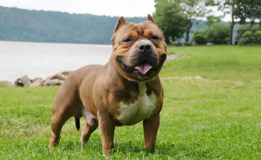 Wzorzec American Bully - budowa, ruch i odmiany