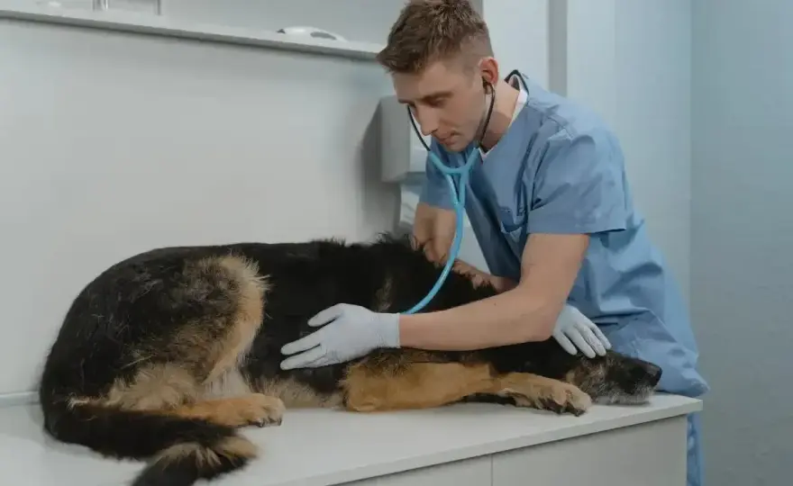 Drżenie u psa - kiedy to norma, a kiedy sygnał alarmowy?