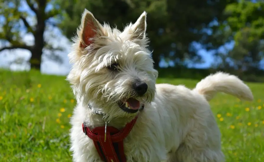 Cairn terrier - charakter, pielęgnacja i codzienne potrzeby