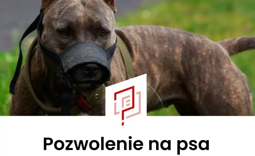 Pozwolenie na psa - kiedy jest potrzebne i jak je dostać