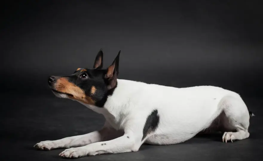 Toy fox terrier - mały pies z wielkim temperamentem