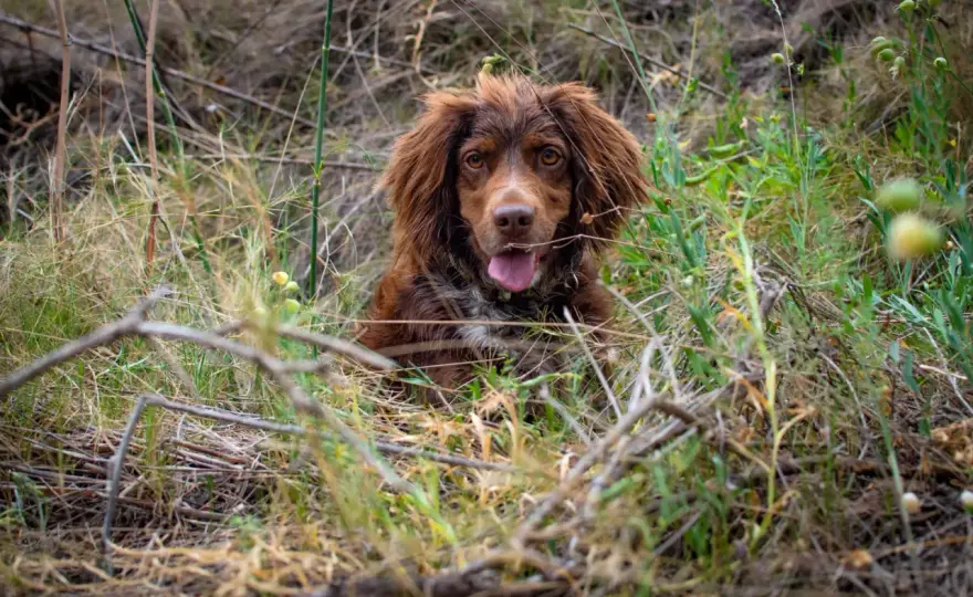 Spaniel polski - jaki jest naprawdę w domu i w pracy?