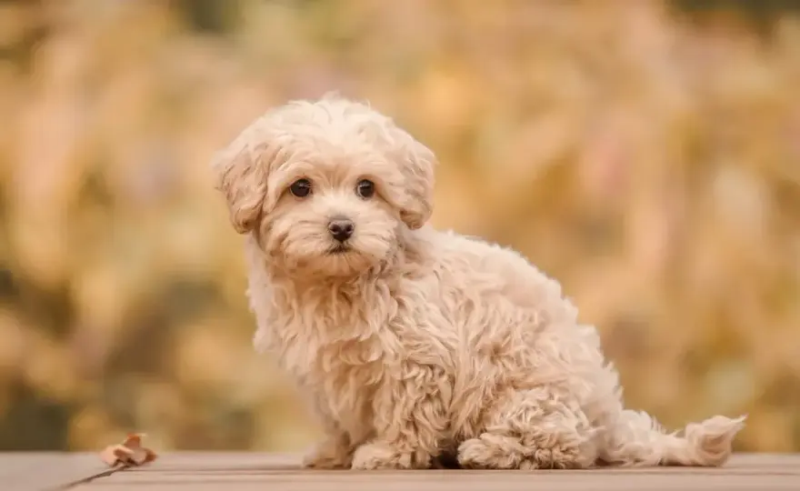 Maltipoo - ile kosztuje i czy pasuje do twojego domu?