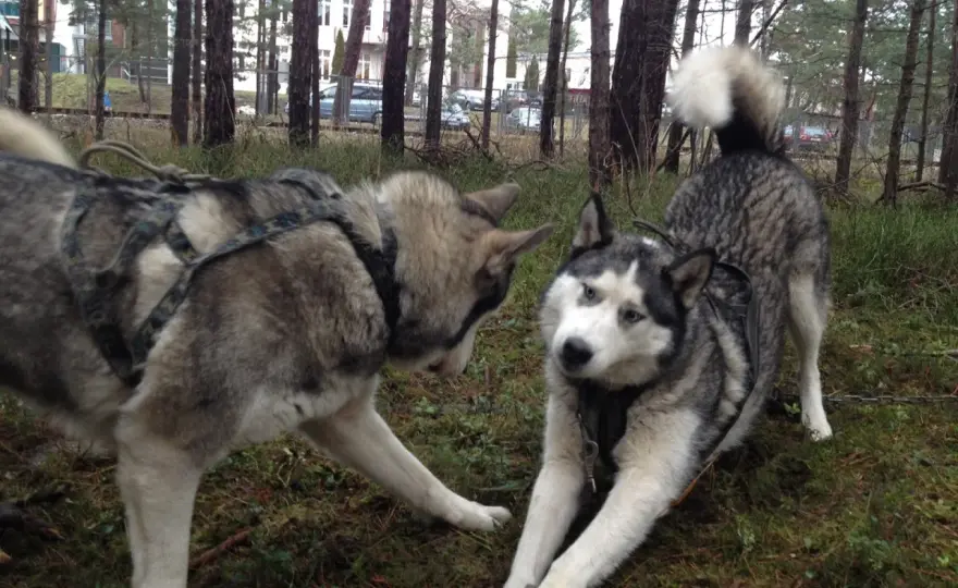 Husky czy malamut? Najważniejsze różnice i wybór psa