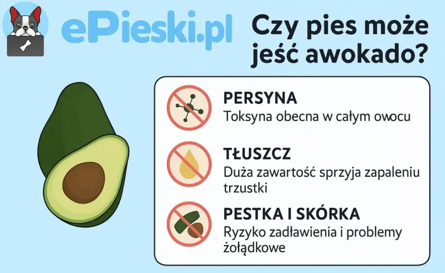 Czy pies może jeść awokado? Oto, co naprawdę jest groźne