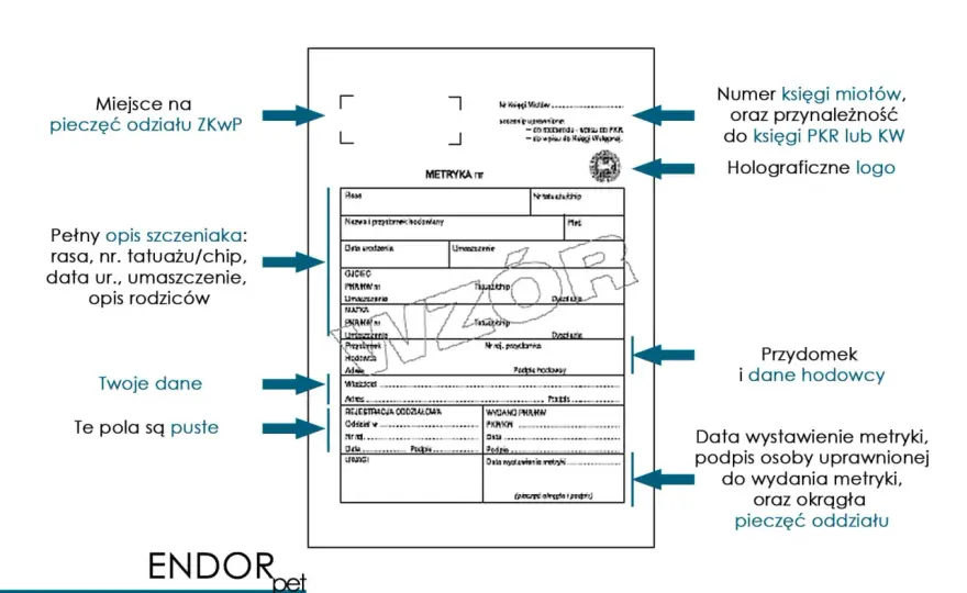 Jak udowodnić własność psa? Dokumenty, chip i dowody