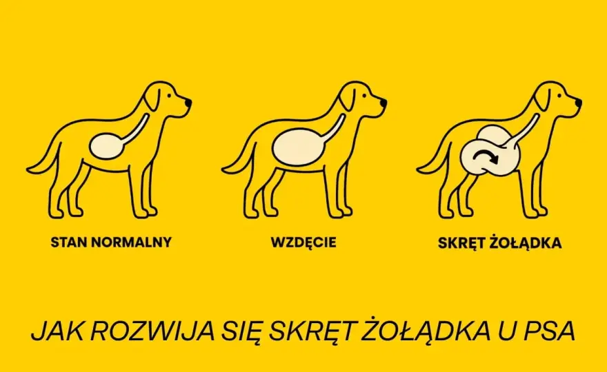 Skręt kiszek u psa - objawy, których nie wolno ignorować