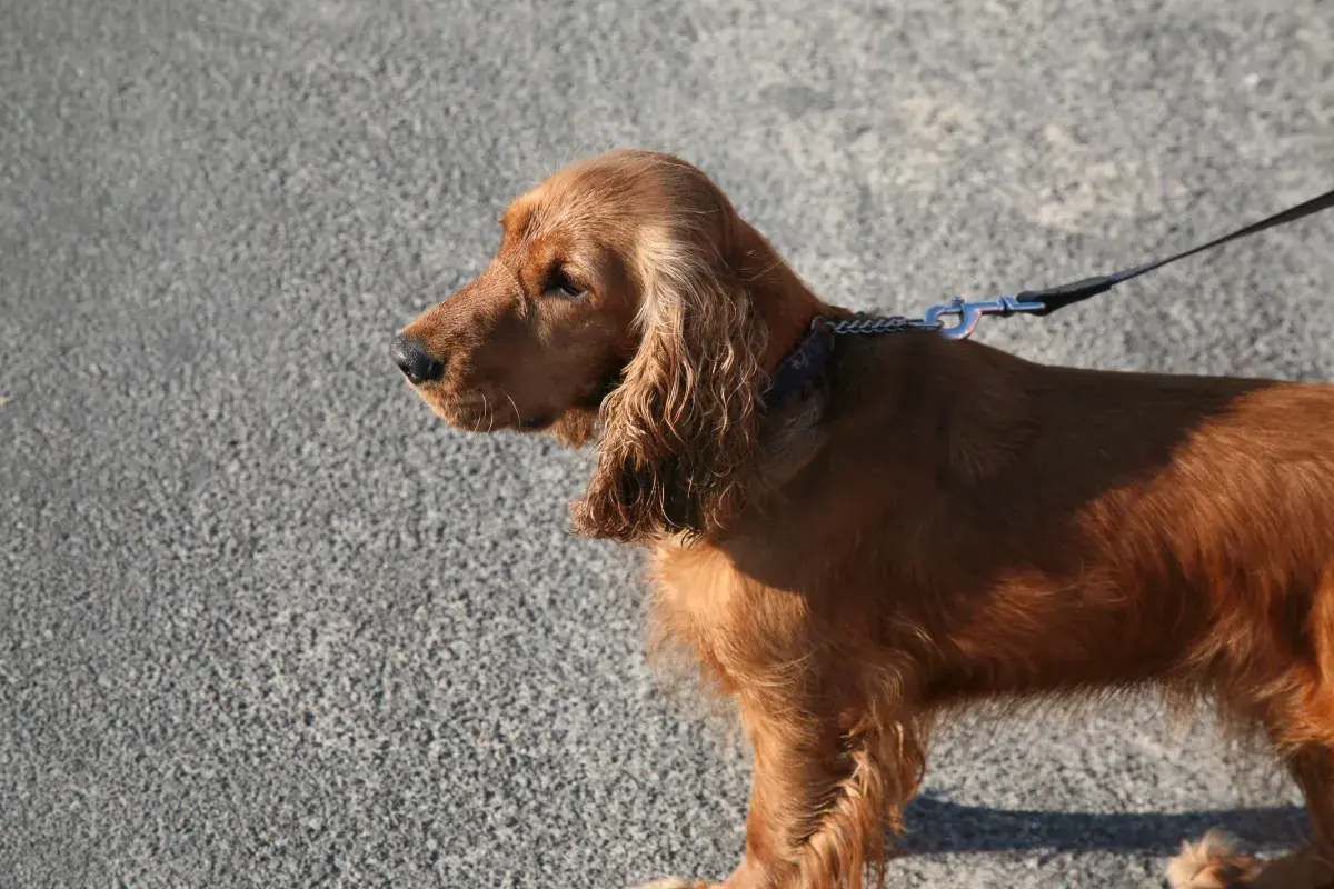 Rudy sussex spaniel na smyczy, z długimi, falującymi uszami, stoi na tle szarej, asfaltowej nawierzchni.
