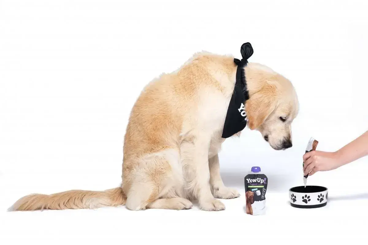 Złoty retriever w bandanie zastanawia się, czy pies może jeść jogurt naturalny. Obok leży opakowanie jogurtu.