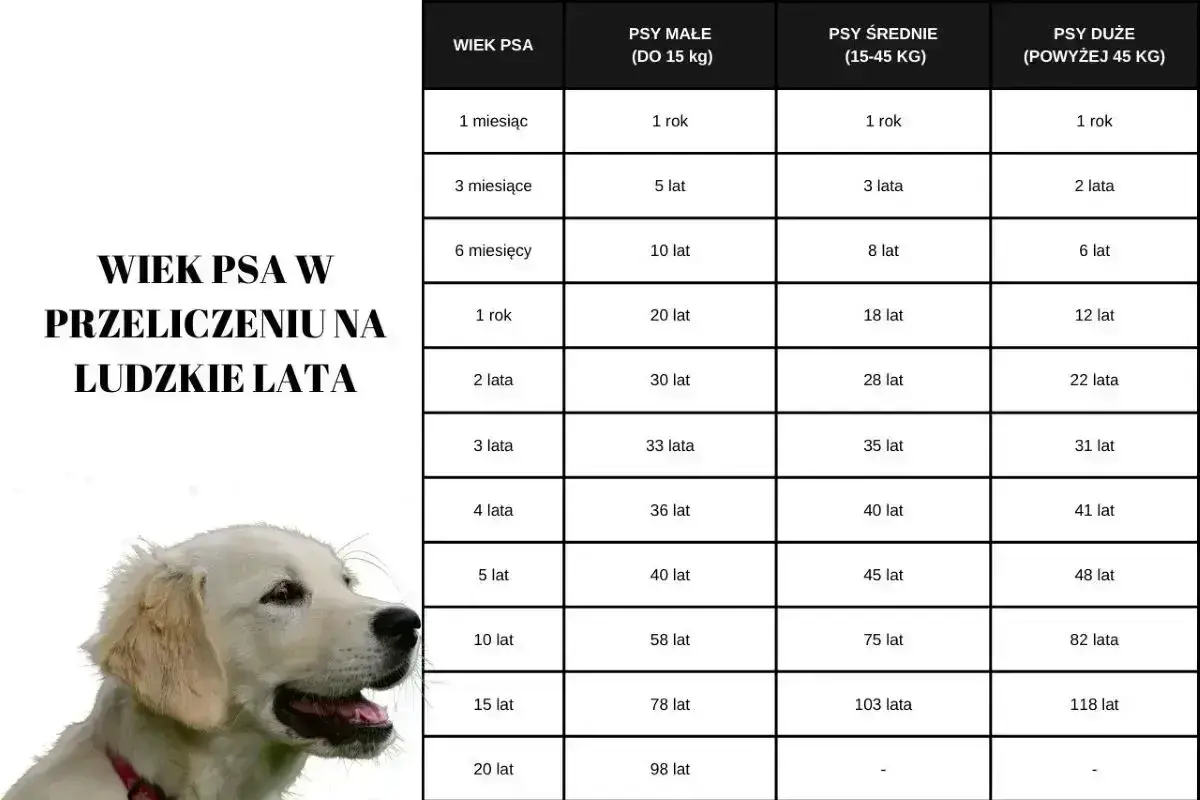 Tabela przelicza wiek psa na ludzkie lata, pokazując, jak szybko starzeją się psy.