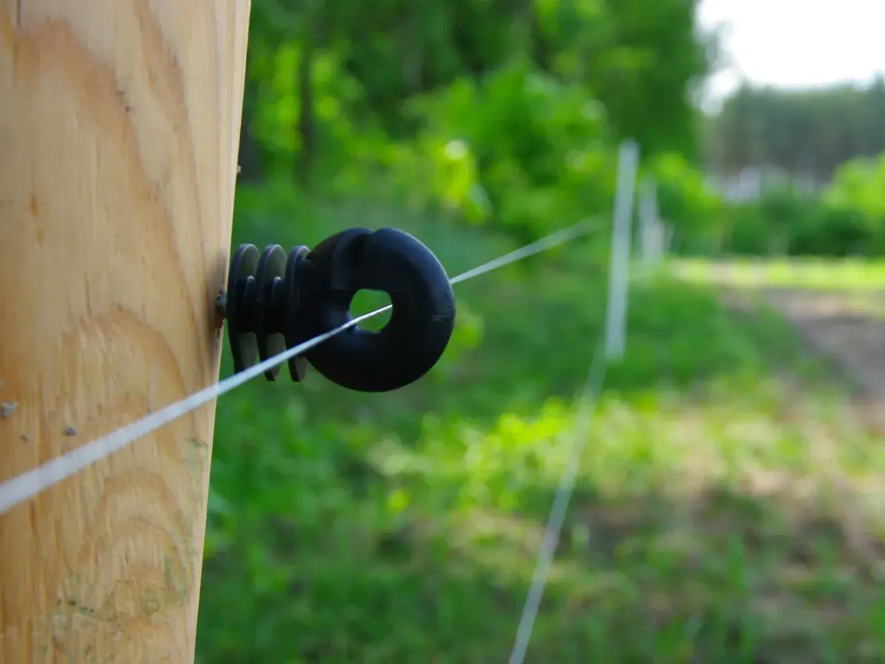 Biały przewód elektryczny biegnie przez czarny izolator przykręcony do drewnianego słupka. Czy pastuch jest legalny? Tło to zielona, rozmyta roślinność.