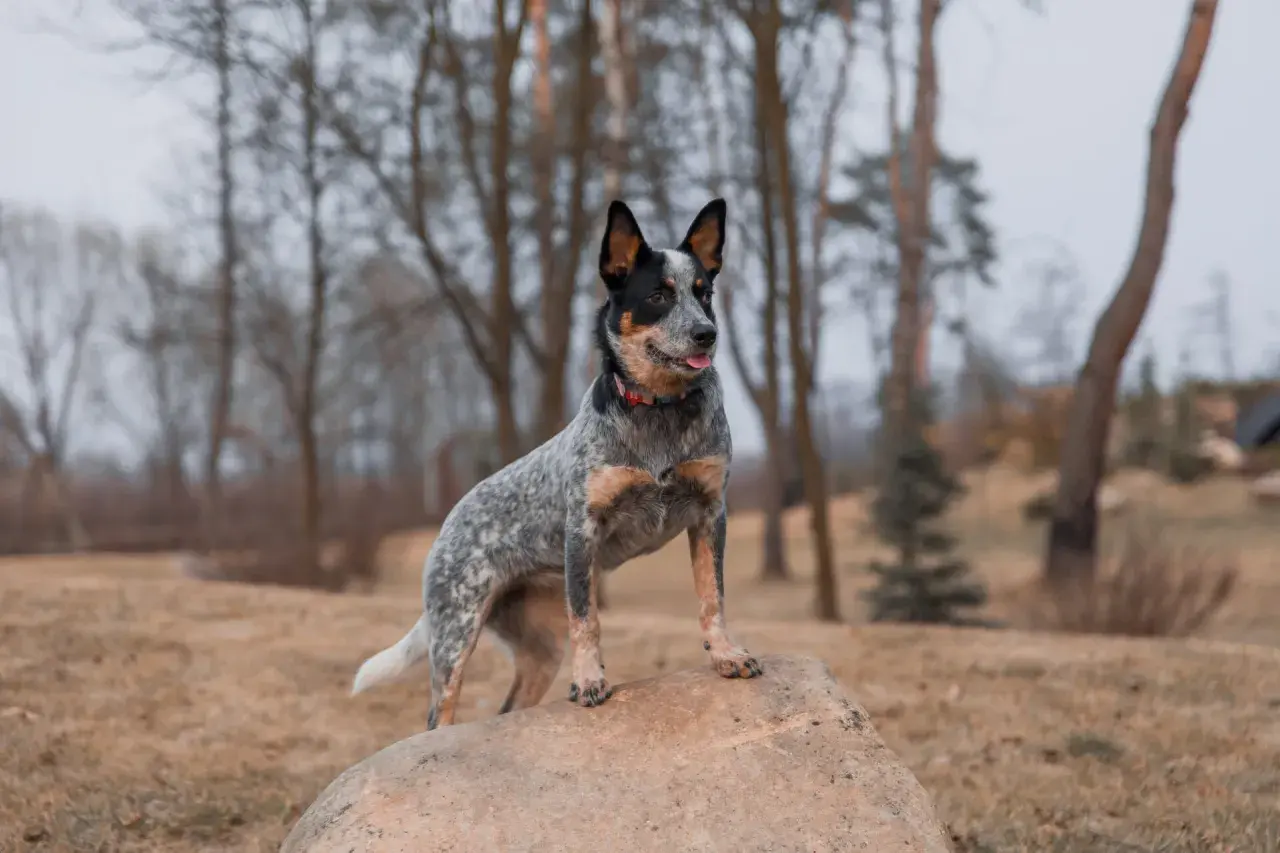 Sroczy australian cattle dog z językiem na wierzchu stoi na kamieniu w lesie.