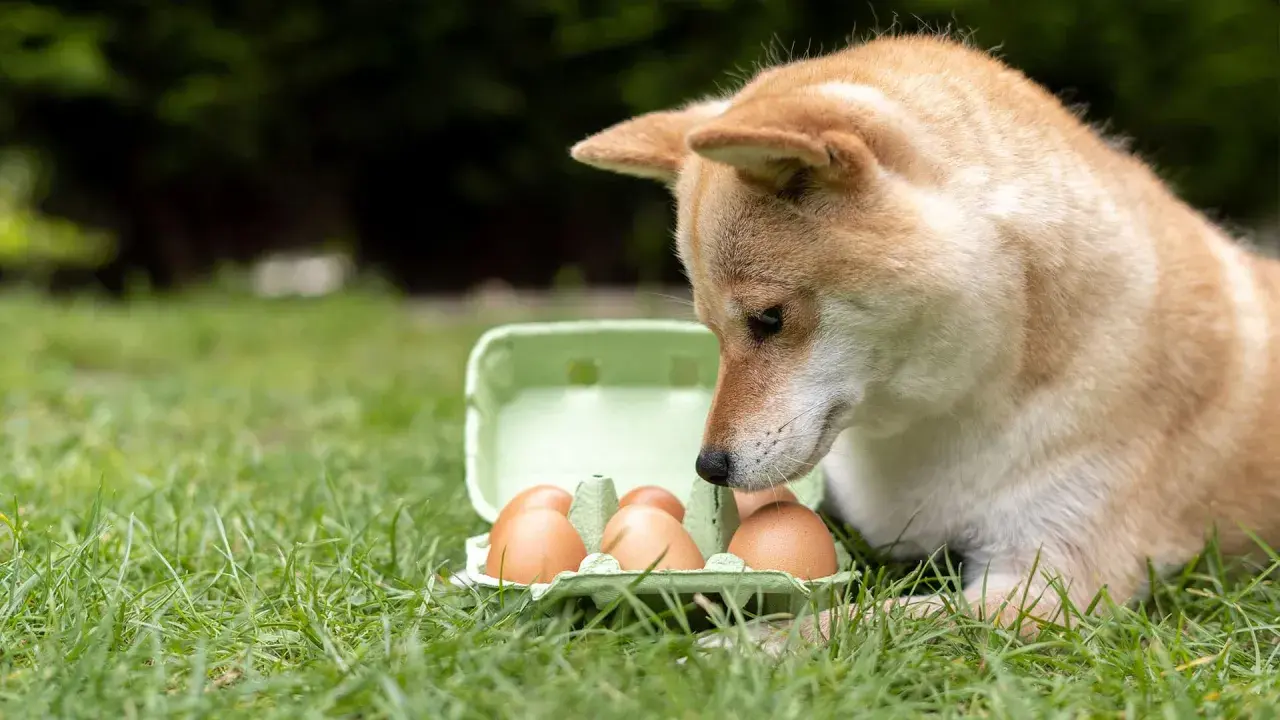 Shiba Inu zaciekawiony jajkami w wytłoczce na trawie. Czy to jego śniadanie?