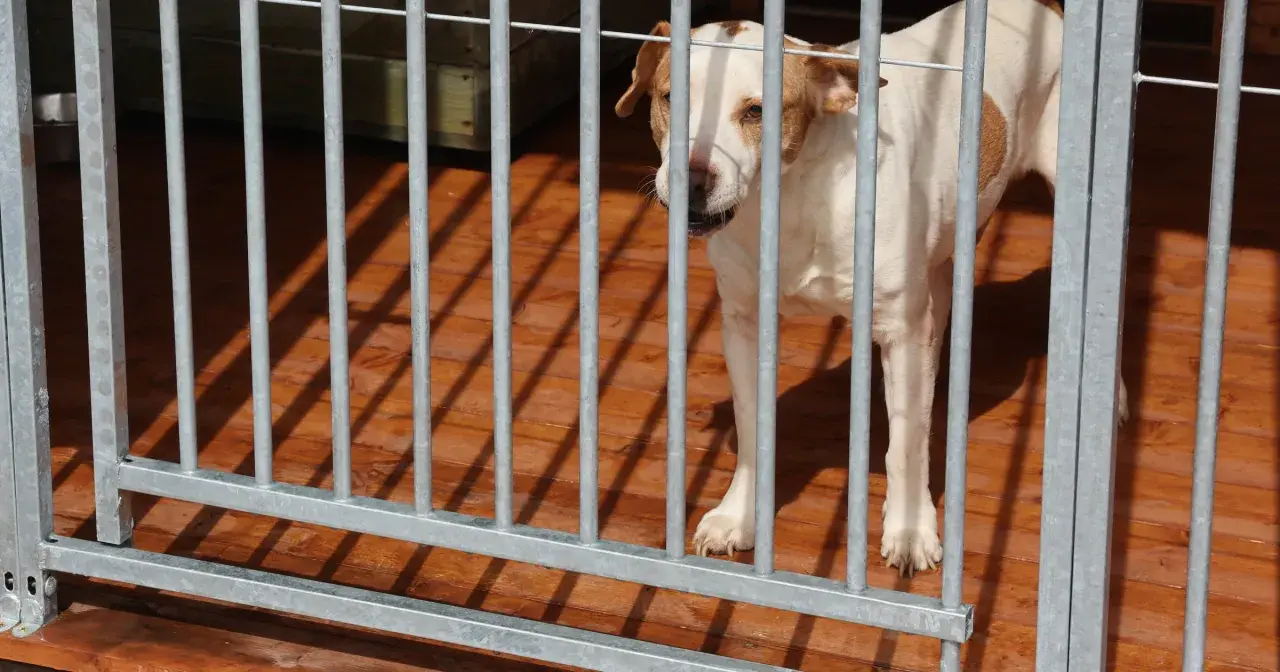 Biały labrador z brązowymi łatami stoi w kojcu, patrząc przez metalowe pręty.