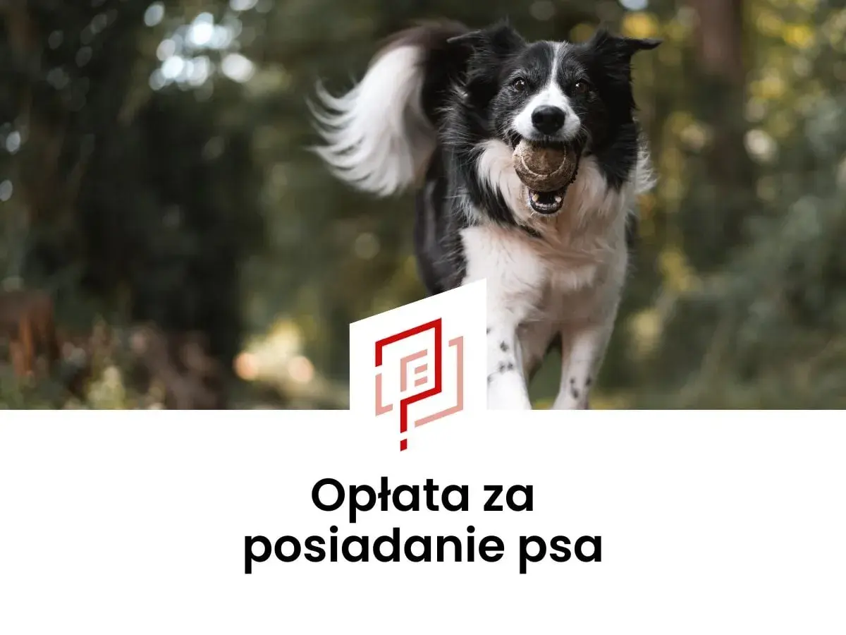Radosny piesek z piłeczką w pysku. Czy opłata za psa w bloku jest wysoka?