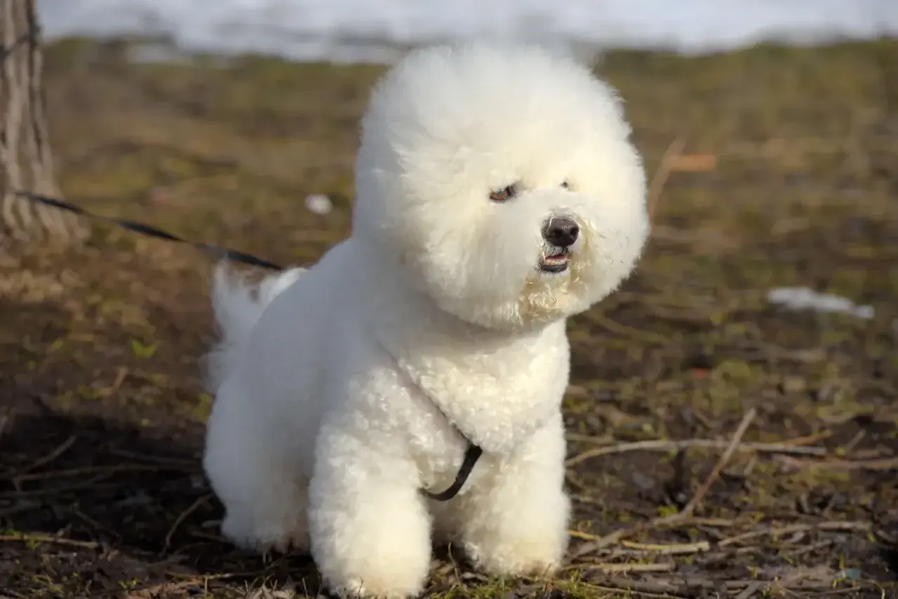 Puszysty bichon frise siedzi na trawie, z puszystą głową i ciekawskim spojrzeniem.