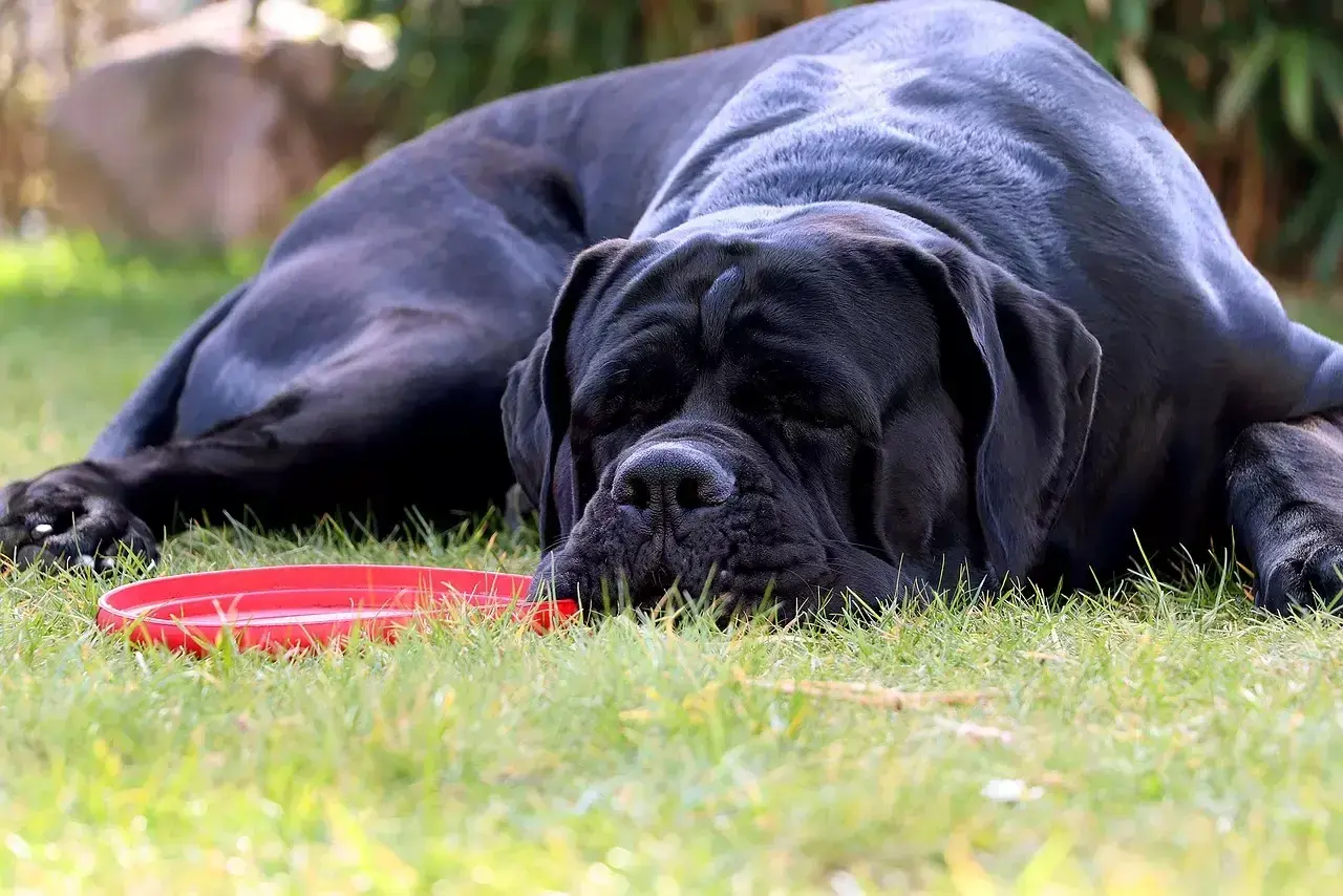 Czarny cane corso z opuszczonymi uszami odpoczywa na trawie obok czerwonej miski.