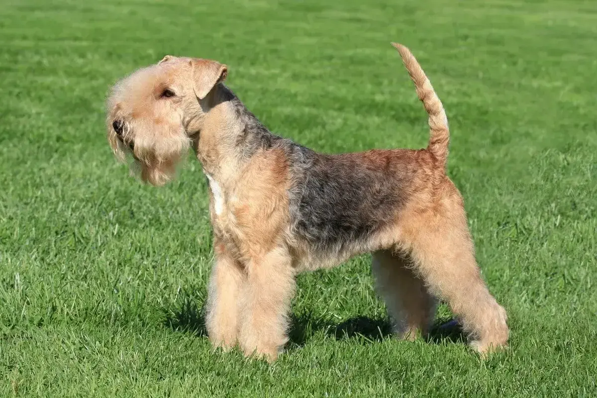 Elegancki lakeland terrier z charakterystyczną brodą i krzaczastymi brwiami stoi na zielonej trawie.
