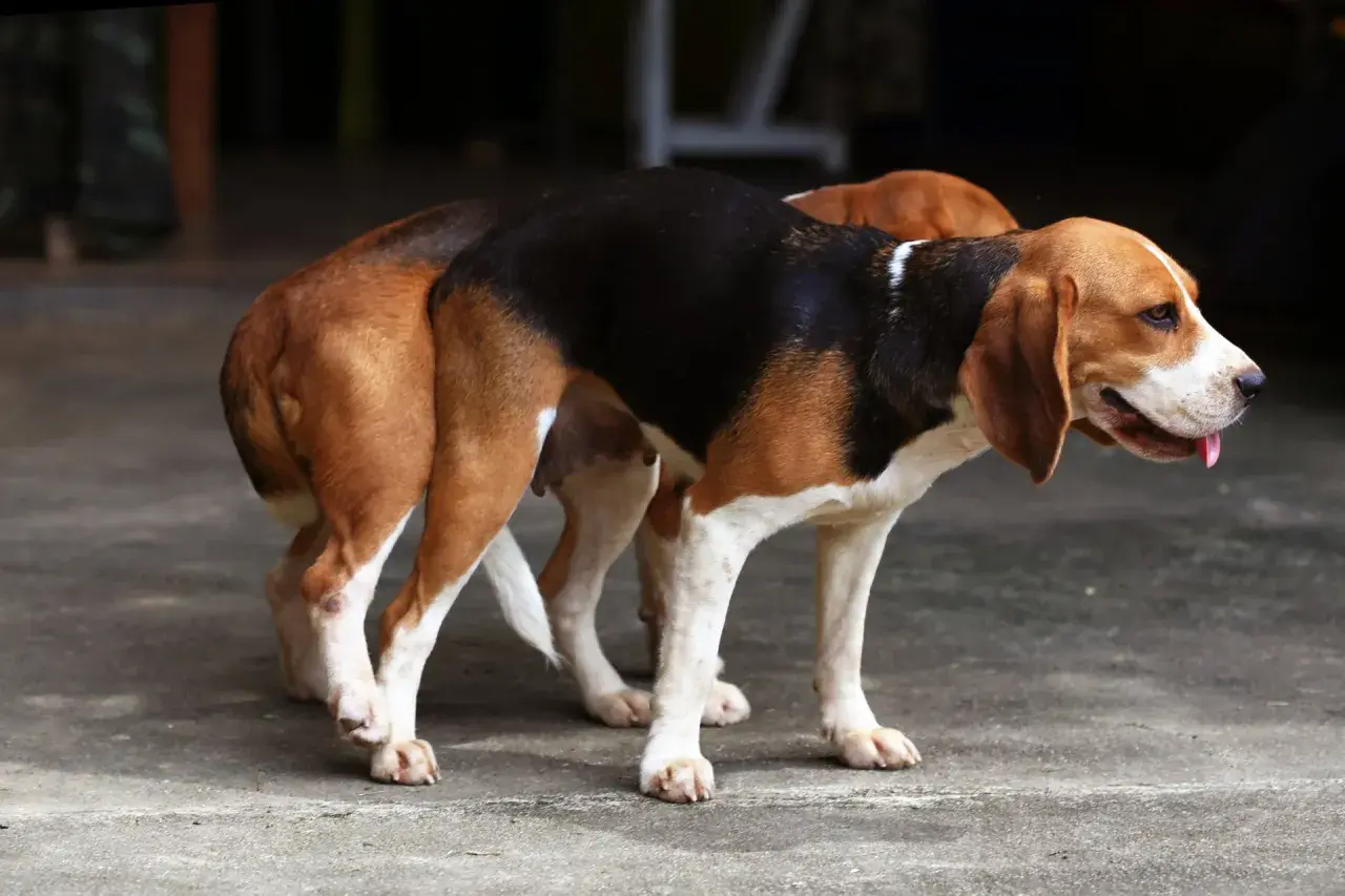 Dwa psy rasy beagle, jeden z nich to suczka, stoją blisko siebie.