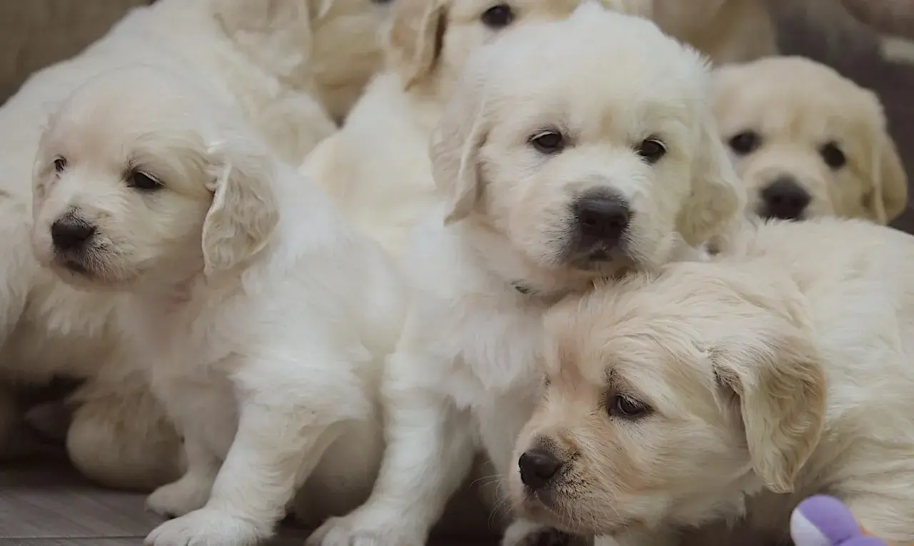 Słodkie szczenięta golden retriever, przyszłość polskiego porozumienia kynologicznego, wtulone w siebie.