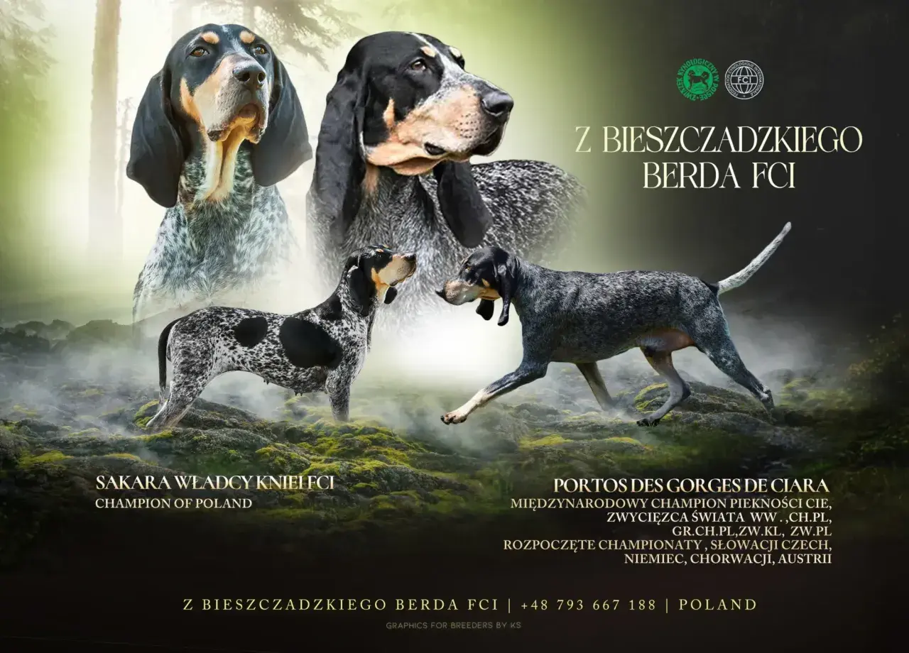 Gończy gaskoński w całej okazałości. Dwa psy tej rasy, jeden z nich to Sakara Władcy Kniel FCI, Champion of Poland.
