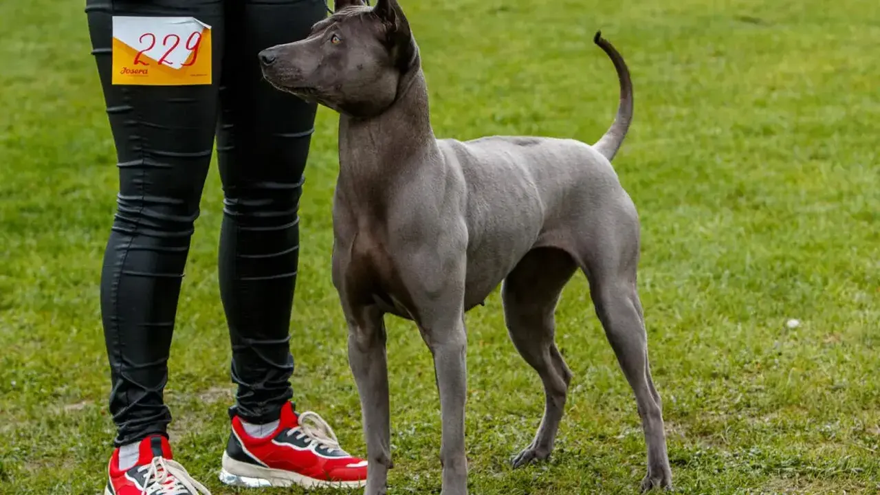 Szary pies rasy tajski ridgeback z numerem 229 czeka na ocenę. Czy to pies zgodny ze wzorcem FCI?
