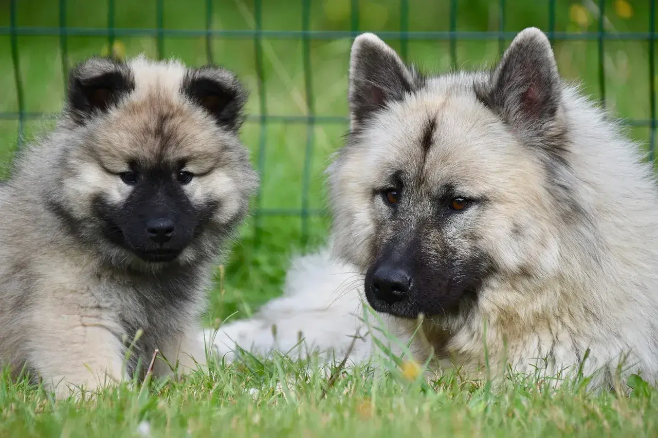 Dwa psy rasy Keeshond, dorosły i szczenię, leżą na trawie. To inspiracja, jak otworzyć hodowlę psów.