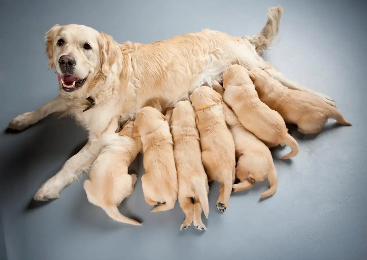 Szczenięta golden retriever piją mleko od mamy. To dowód, jak ważna jest karma dla suki karmiącej, by zapewnić im siłę i zdrowie.