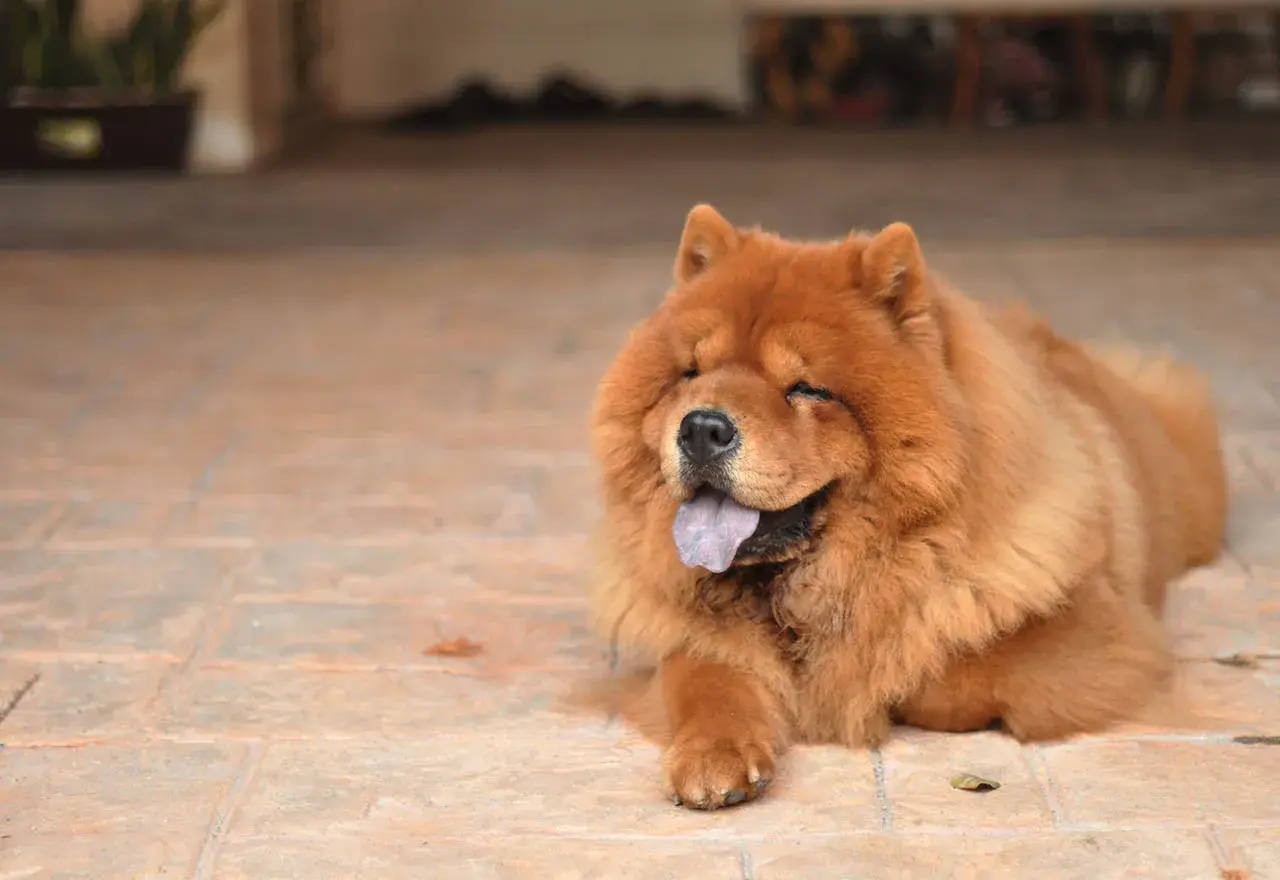 Puszysty chow chow czarny, z językiem na wierzchu, leży na płytkach, mrużąc oczy w słońcu.