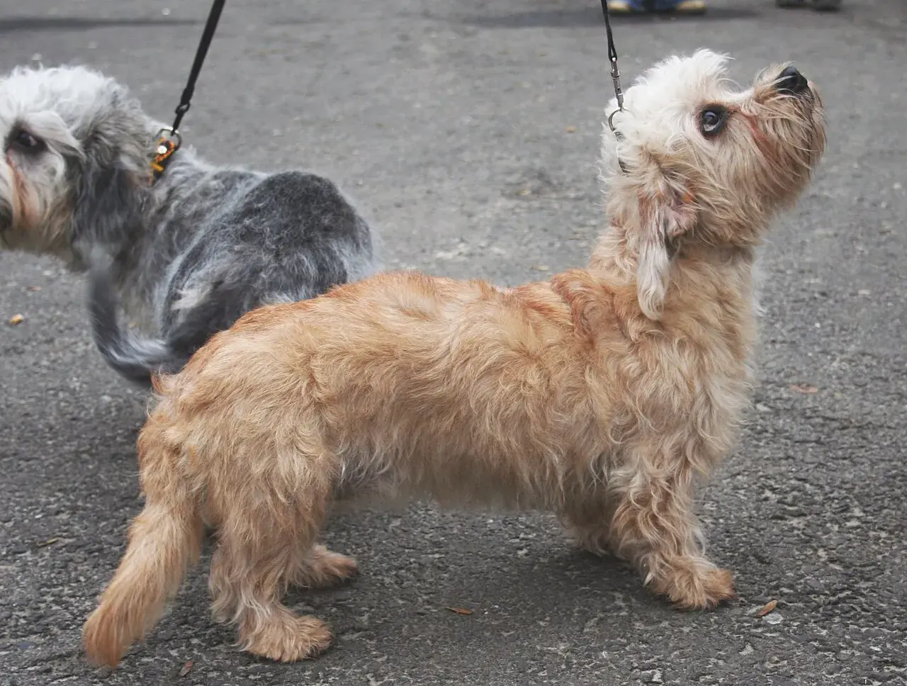 Uroczy piesek rasy dandie dinmont terrier o rudawym futrze, z zaciekawieniem spogląda w górę.