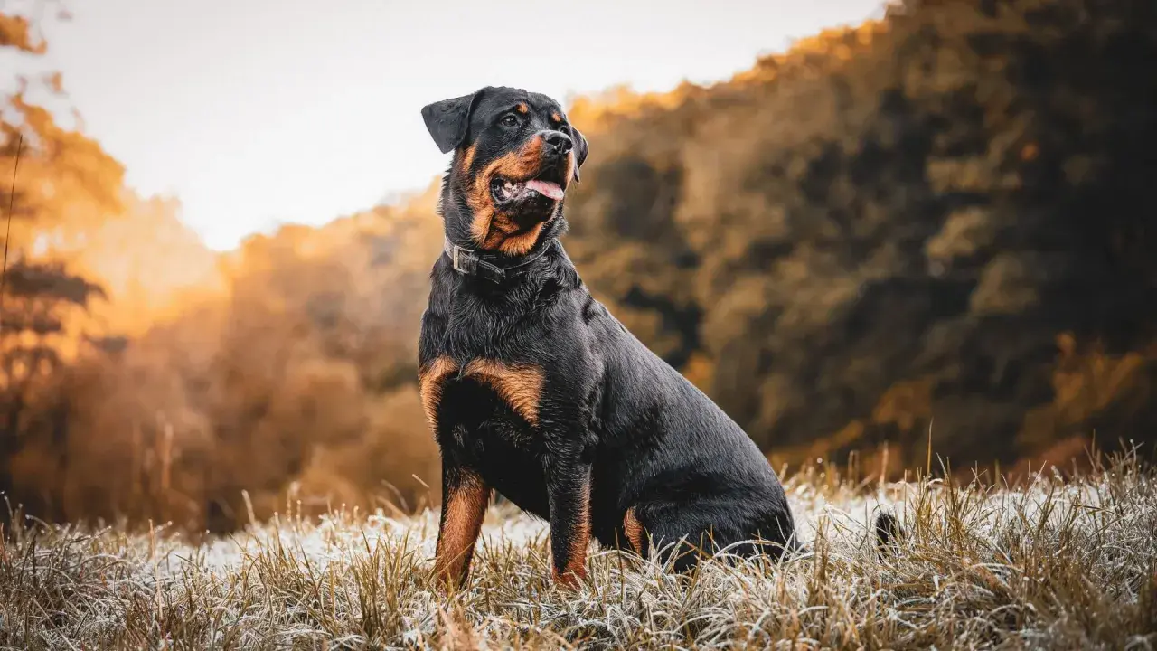 Potężny rottweiler siedzi na mroźnej trawie, emanując spokojem i siłą. Jego charakter to połączenie lojalności i odwagi.