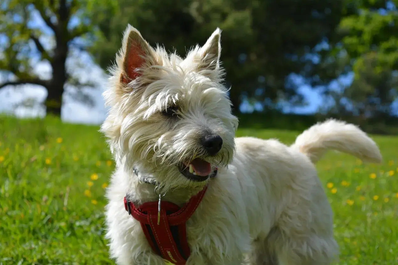 Wesoły cairn terrier w czerwonej obroży biega po zielonej łące pełnej żółtych kwiatków.