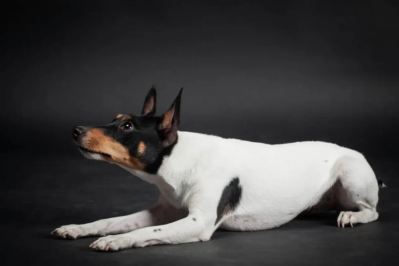 Czarno-biały toy fox terrier z brązowymi znaczeniami na głowie leży na ciemnym tle, czujnie patrząc w bok.