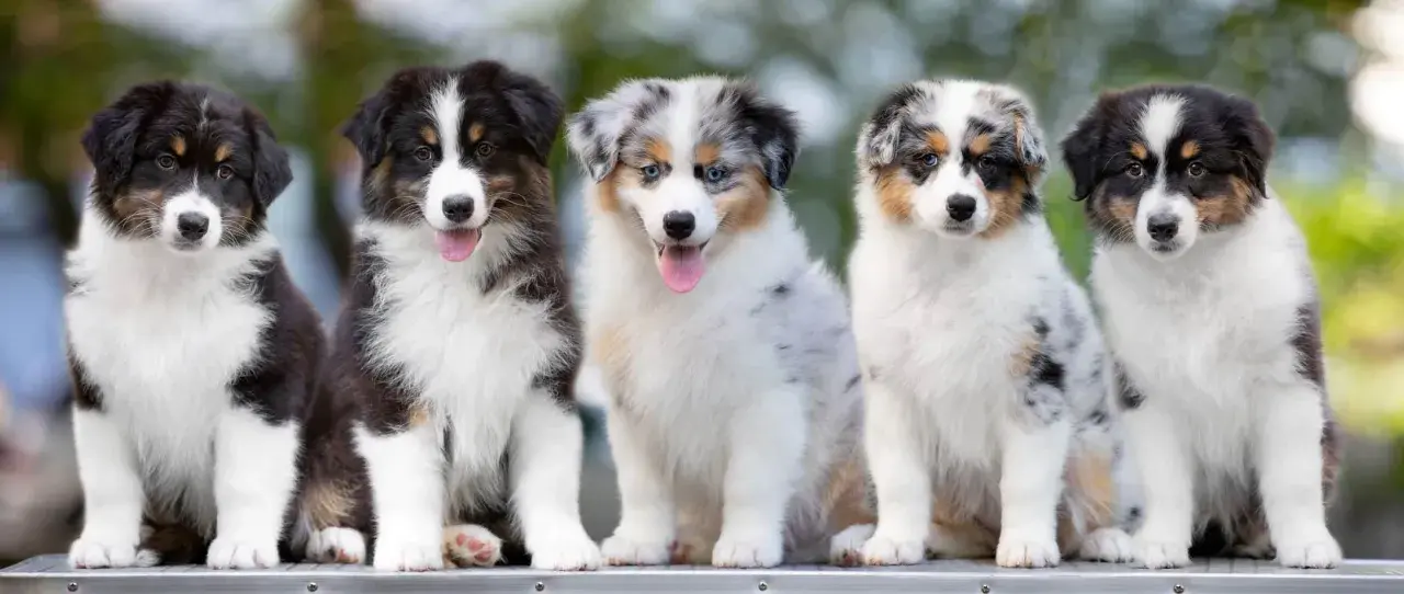 Pięć szczeniąt rasy Australian Shepherd siedzi obok siebie. Chcesz wiedzieć, jak założyć hodowlę psów w stowarzyszeniu?