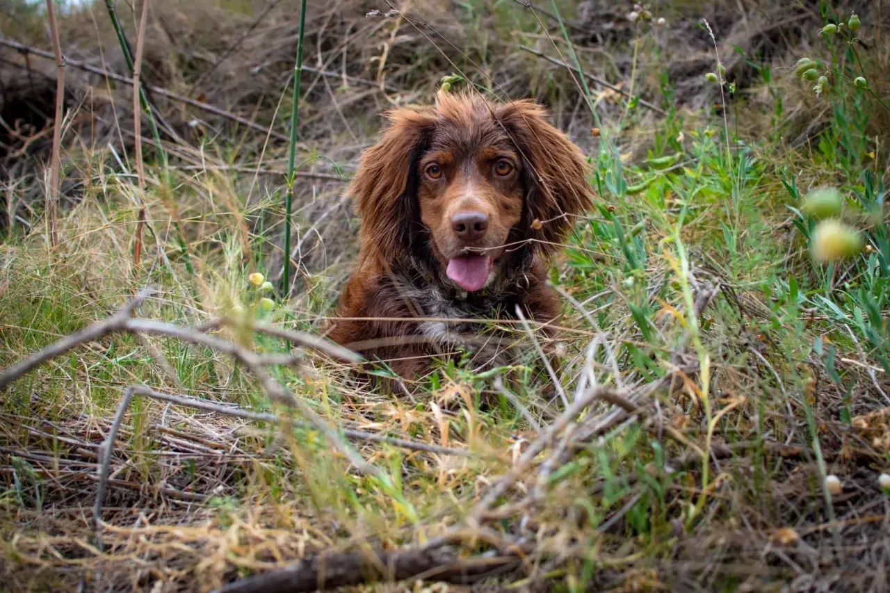 Uroczy spaniel polski z brązową sierścią siedzi w trawie, z językiem na wierzchu.