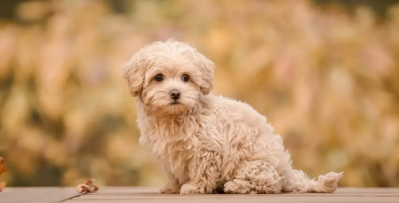 Uroczy szczeniak rasy maltipoo siedzi na drewnianym tarasie, otoczony jesiennymi liśćmi.